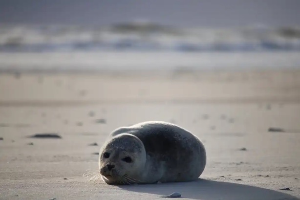 seal pups cornish seal sanctuary pup season experience wonderful marine animals rescued seal pups sea life