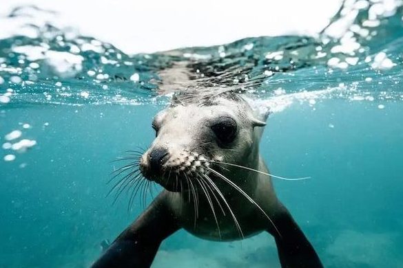 cornish seal cornish seal sanctuary marine life sea life