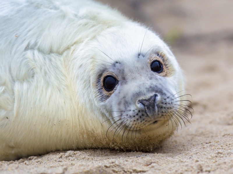 cornish seal sanctuary experience wonderful marine animals rescued seal pups sea life